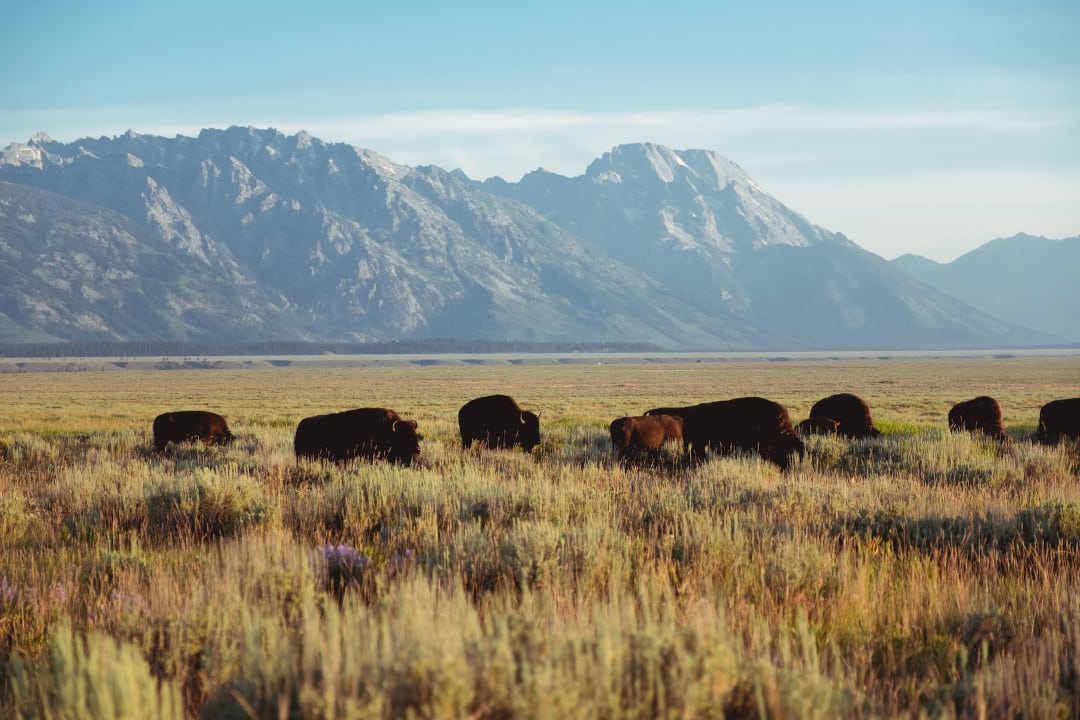 bison in the wilderness