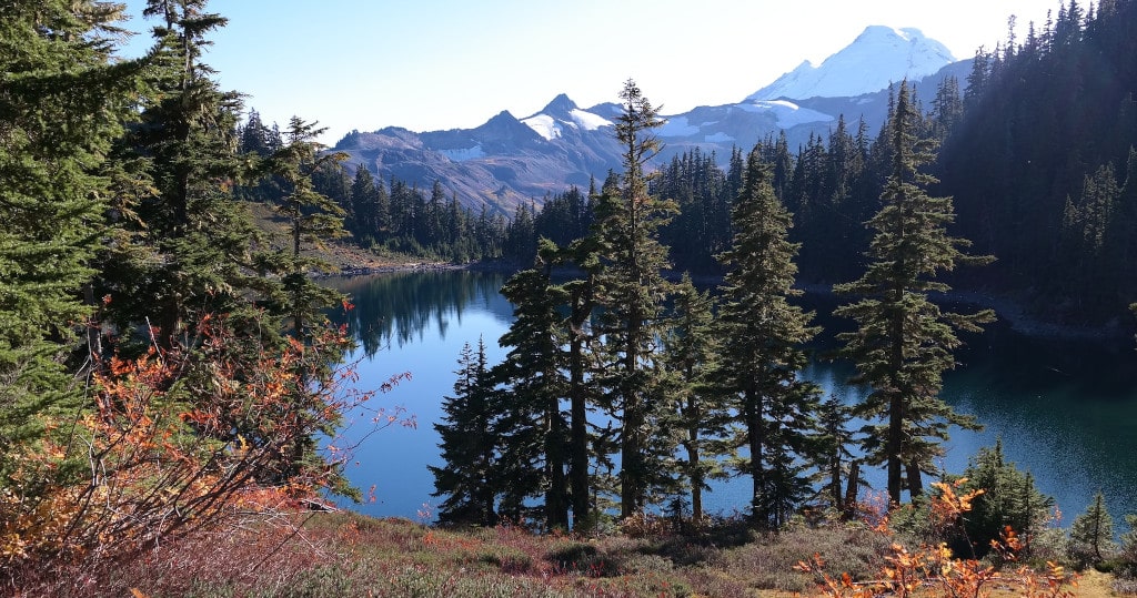 lake surrounded by pine trees