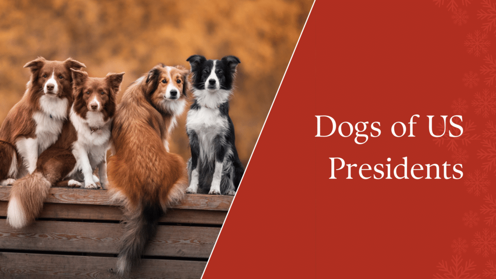 Dogs owned by US presidents during their tenure in office.
